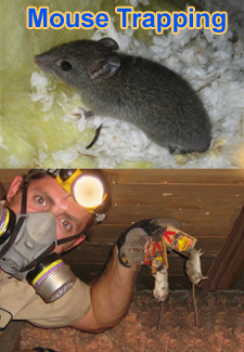 How to Kill a Mouse If You're Out of Traps and Poison - Yale Pest