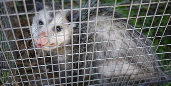 Opossum Trapping - How to Trap a Possum