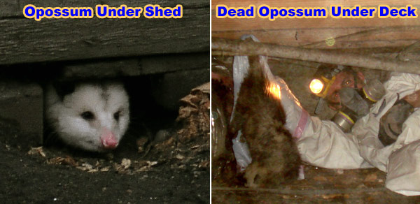 get rid of opossums