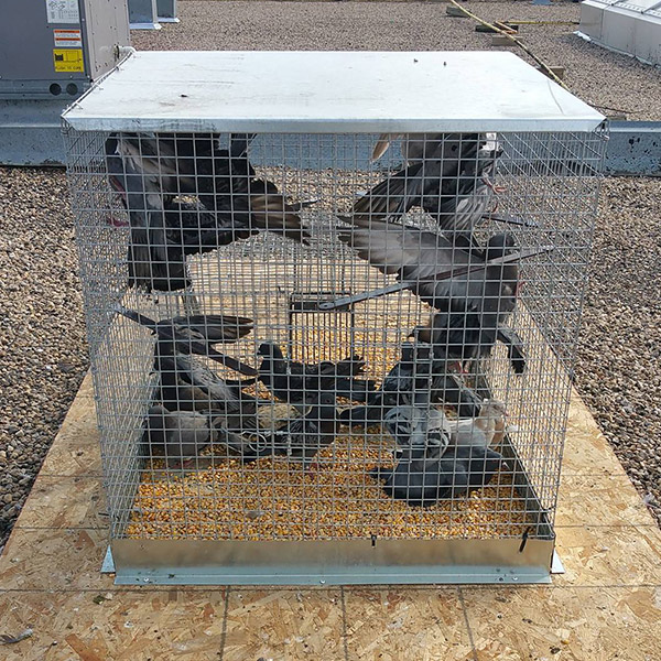 Tips on Trapping Pigeons In Cages