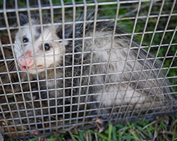 http://www.aaanimalcontrol.com/professional-trapper/images/possumgetrid.jpg