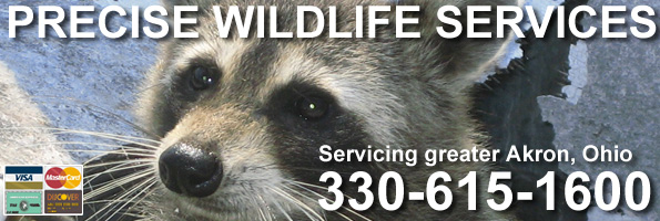 wildlife removal raccoons