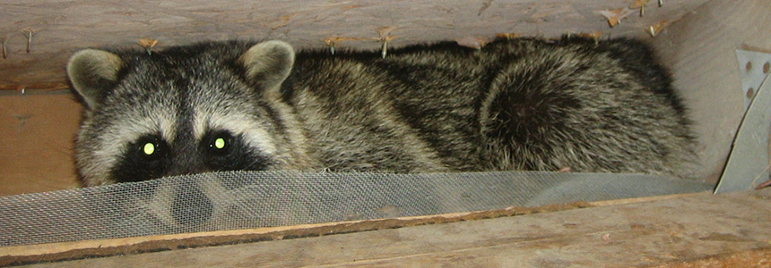 raccoon trap, raccoon traps, raccoon cage, raccoon cages, raccoon trapping,  raccoon removal, raccoon equipment, raccoon control, nuisance raccoon,  raccoon box, raccoon humane trap, live trapping, live traps, live trap, have -a-heart, hav-a-heart, have