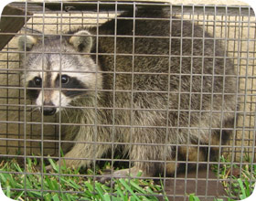 Humanely Trapping Raccoons, Foxes, Skunks and More - Countryside