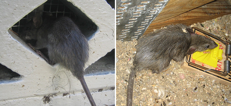 How You Can Humanely Deal With Rats in Your Attic