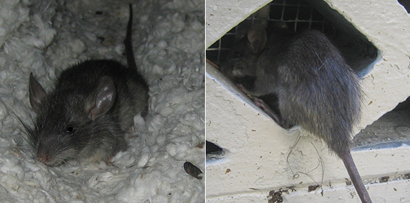 Eliminate Rodents Instantly With This Humane Pest Reject Rat - Temu