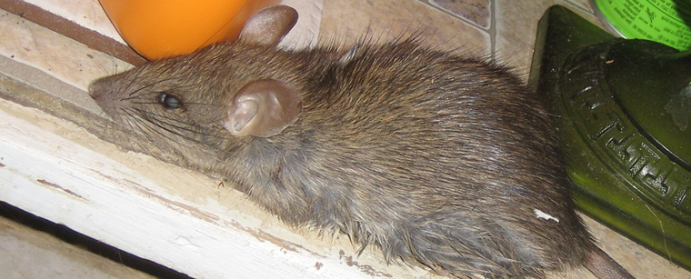 Do Rats Like Dog Poop 