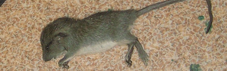 Poison natural baking soda rat Mouse Trap:
