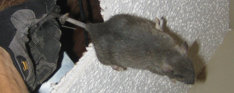 rats behind walls