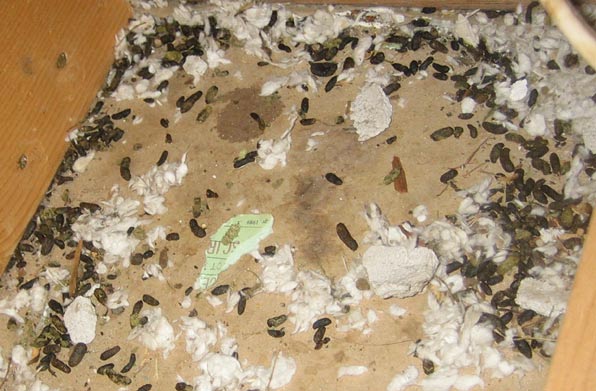Possum Poop Pictures