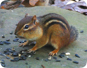 How to Trap Chipmunks