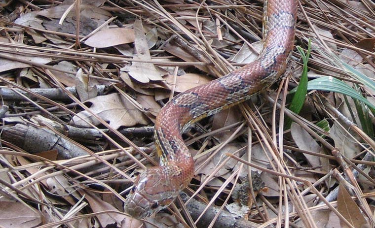 http://www.aaanimalcontrol.com/professional-trapper/images/snakeearshear.jpg