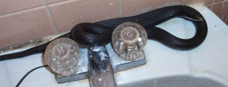 What You Should Know About Plumber's Snakes