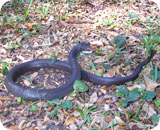 Georgia Snakes Pictures