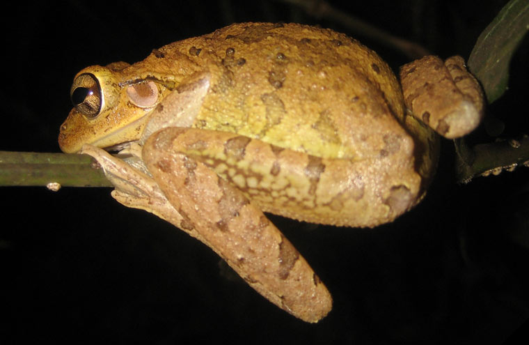 Invasive Cuban Tree Frogs in Florida, Real Estate