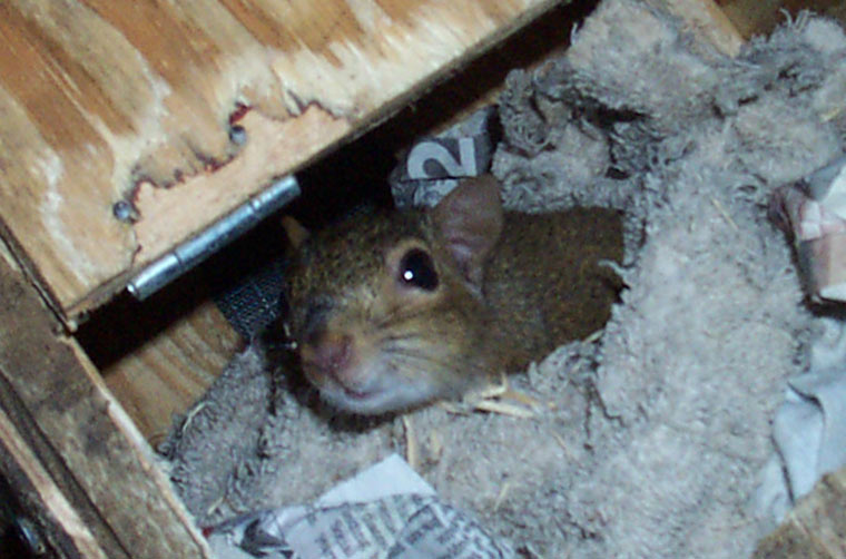 Can wild animals destroy the wood on your house?