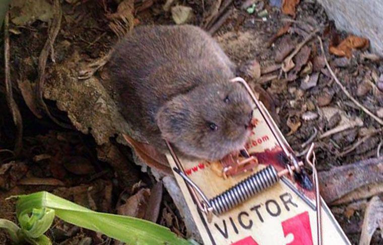 http://www.aaanimalcontrol.com/professional-trapper/images/wildlifekillvole.jpg