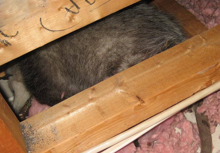 Animals in the Attic - Nassau County, Long Island, NY