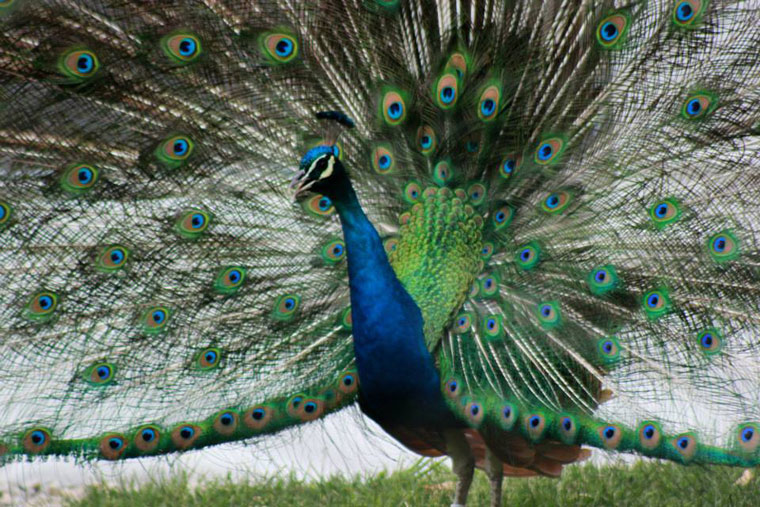 Knowing about Nuisance peacock removal