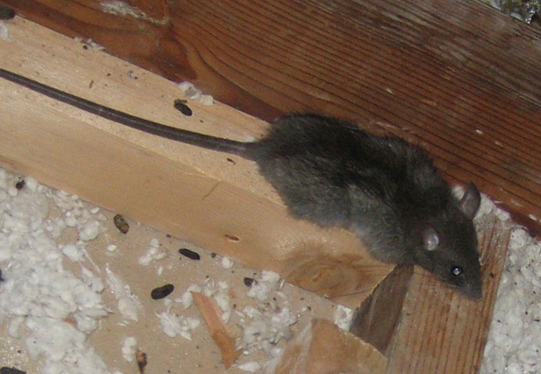 What materials can rodents chew through?
