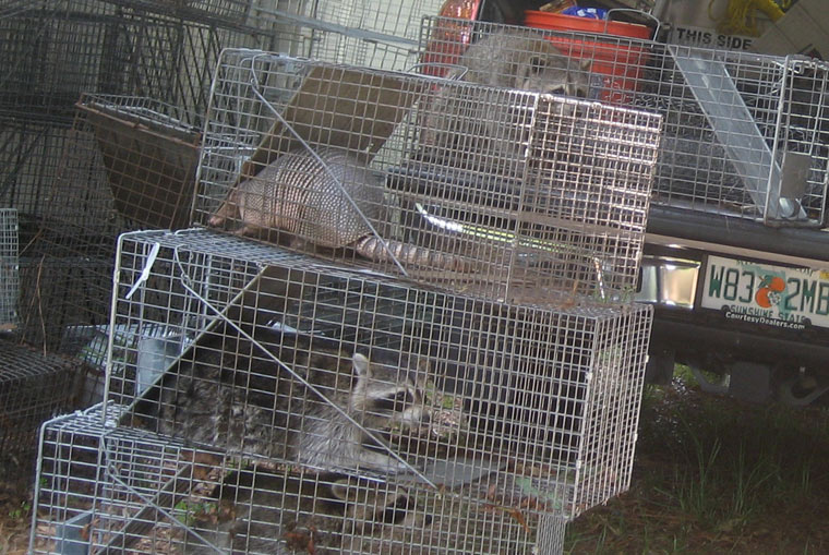 http://www.aaanimalcontrol.com/professional-trapper/images/wildlifetrapequipment.jpg